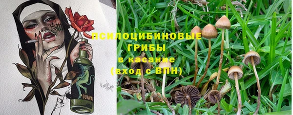 крисы Медвежьегорск
